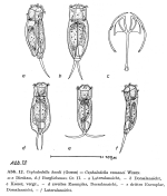 Cephalodella hoodii