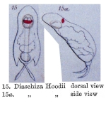 Cephalodella hoodii - Original description image