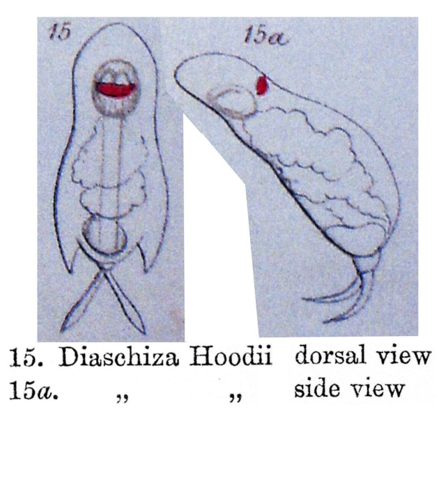 Cephalodella hoodii - Original description image