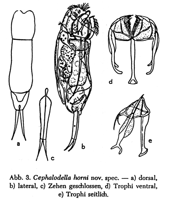 Cephalodella horni - Original description image