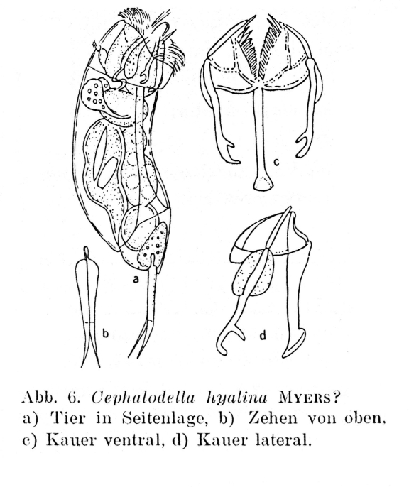 Cephalodella hyalina