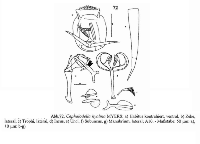 Cephalodella hyalina