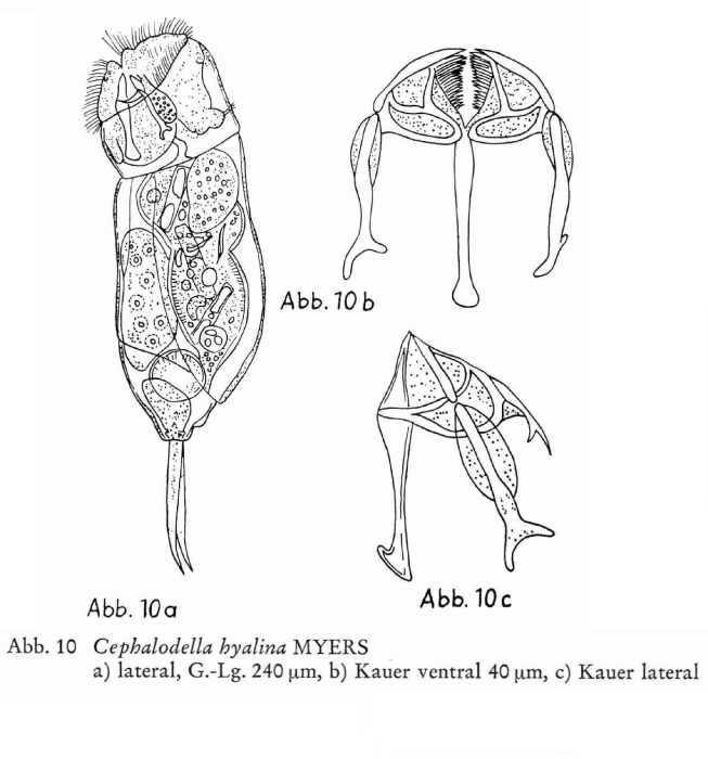 Cephalodella hyalina