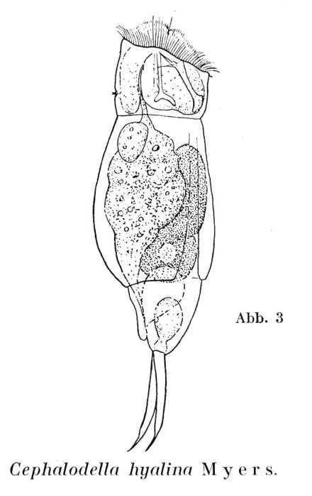 Cephalodella hyalina