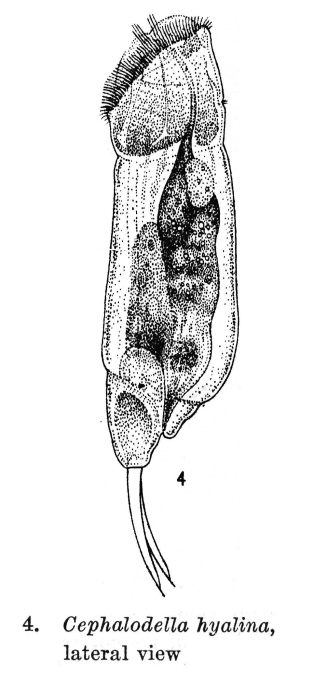 Cephalodella hyalina - Original description image