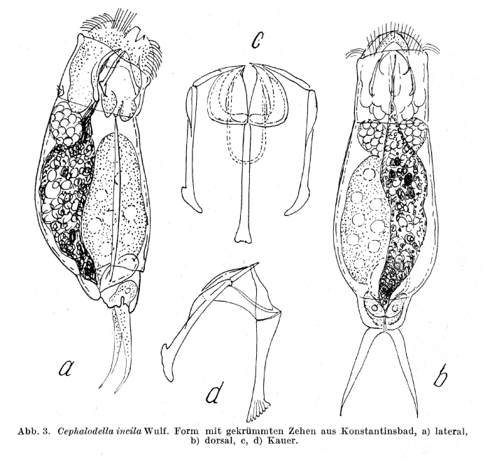 Cephalodella incila