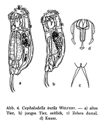 Cephalodella incila