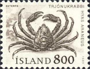 Hyas araneus Hyas araneus