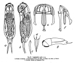 Cephalodella incila - Original description image