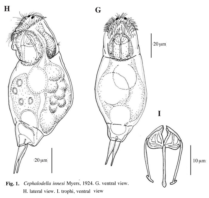 Cephalodella innesi