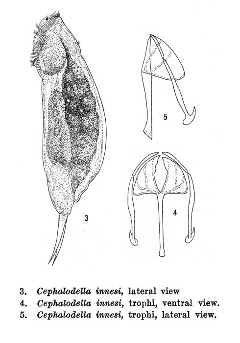 Cephalodella innesi - Original description image