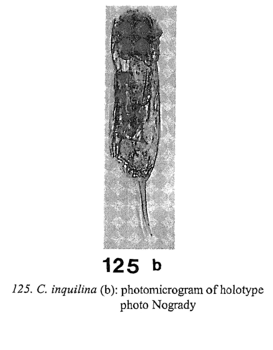 Cephalodella inquilina
