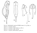 Cephalodella inquilina