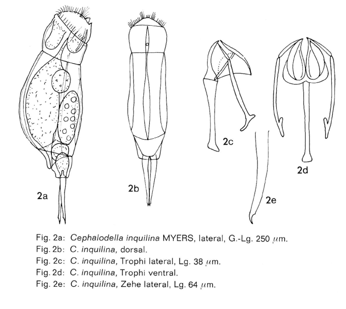 Cephalodella inquilina