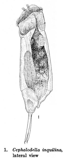 Cephalodella inquilina - Original description image