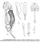 Cephalodella intuta