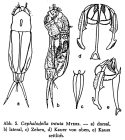 Cephalodella intuta