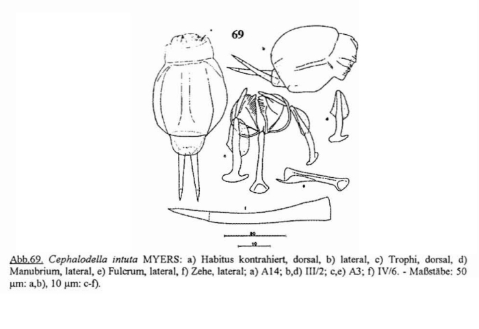 Cephalodella intuta