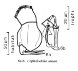 Cephalodella intuta