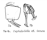 Cephalodella intuta