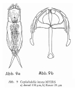 Cephalodella intuta