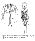 Cephalodella intuta