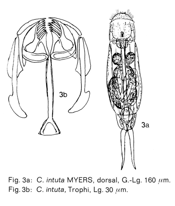 Cephalodella intuta