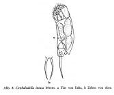 Cephalodella intuta