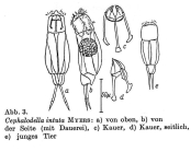 Cephalodella intuta