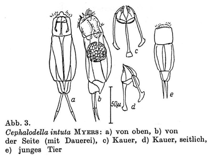 Cephalodella intuta