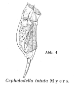 Cephalodella intuta