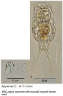 Cephalodella intuta