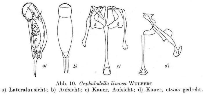 Cephalodella intuta
