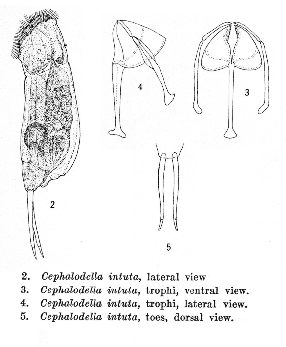 Cephalodella intuta - Original description image