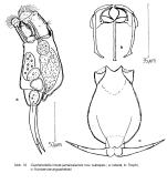 Cephalodella intuta jamaicaiensis - Original description image