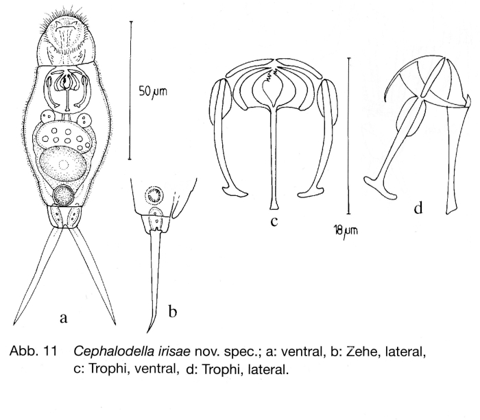 Cephalodella irisae - Original description image