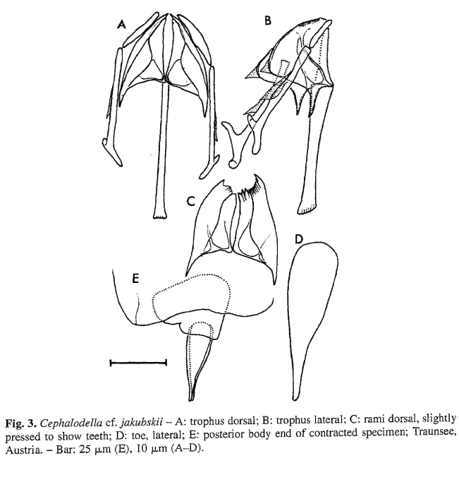 Cephalodella jakubskii