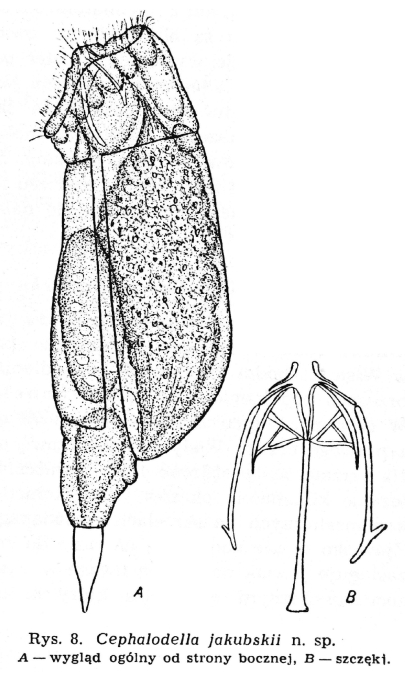 Cephalodella jakubskii - Original description image