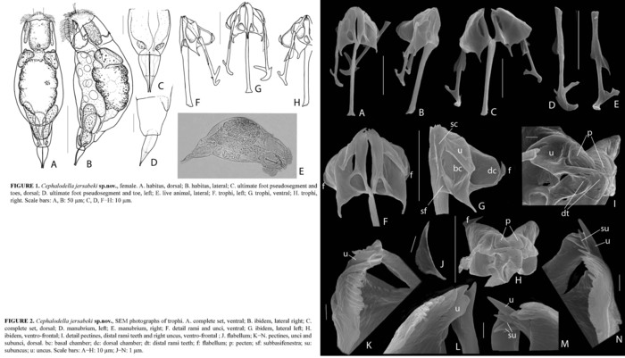 Cephalodella jersabeki - Original description image