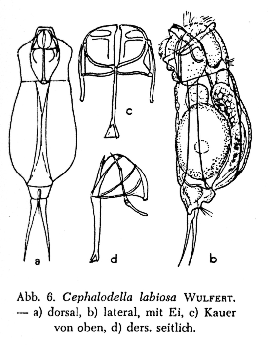 Cephalodella labiosa