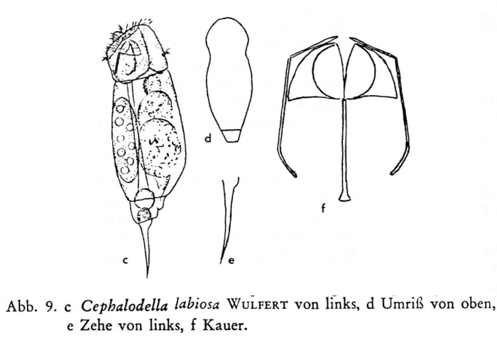 Cephalodella labiosa