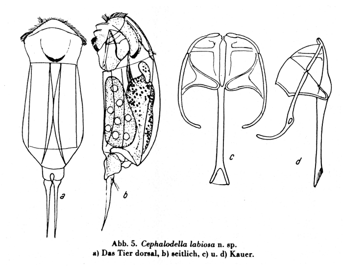 Cephalodella labiosa - Original description image