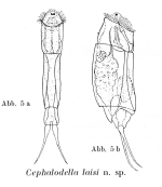 Cephalodella laisi - Original description image