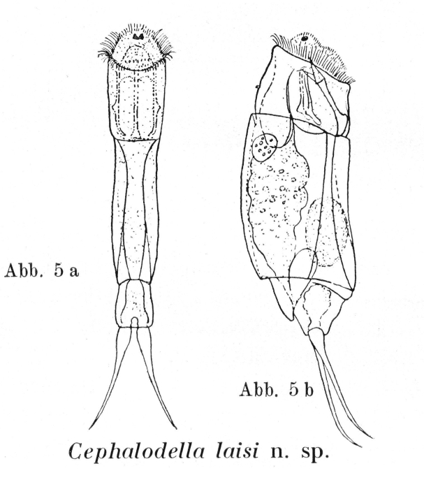 Cephalodella laisi - Original description image