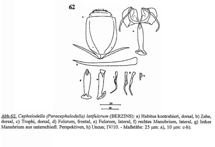Cephalodella latifulcrum