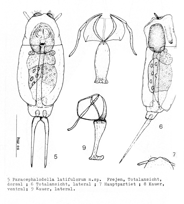 Cephalodella latifulcrum - Original description image