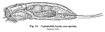 Cephalodella lepida - Original description image