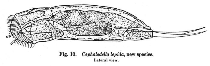 Cephalodella lepida - Original description image