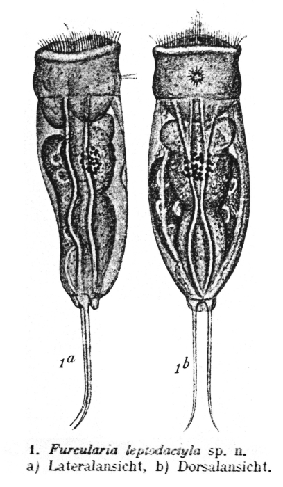 Cephalodella leptodactyla