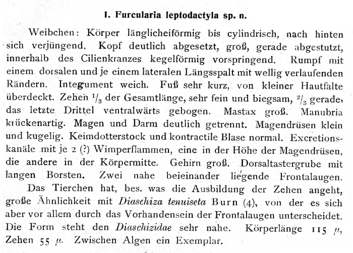 Cephalodella leptodactyla - Original description image